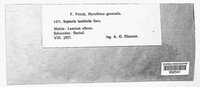 Septoria lamiicola image